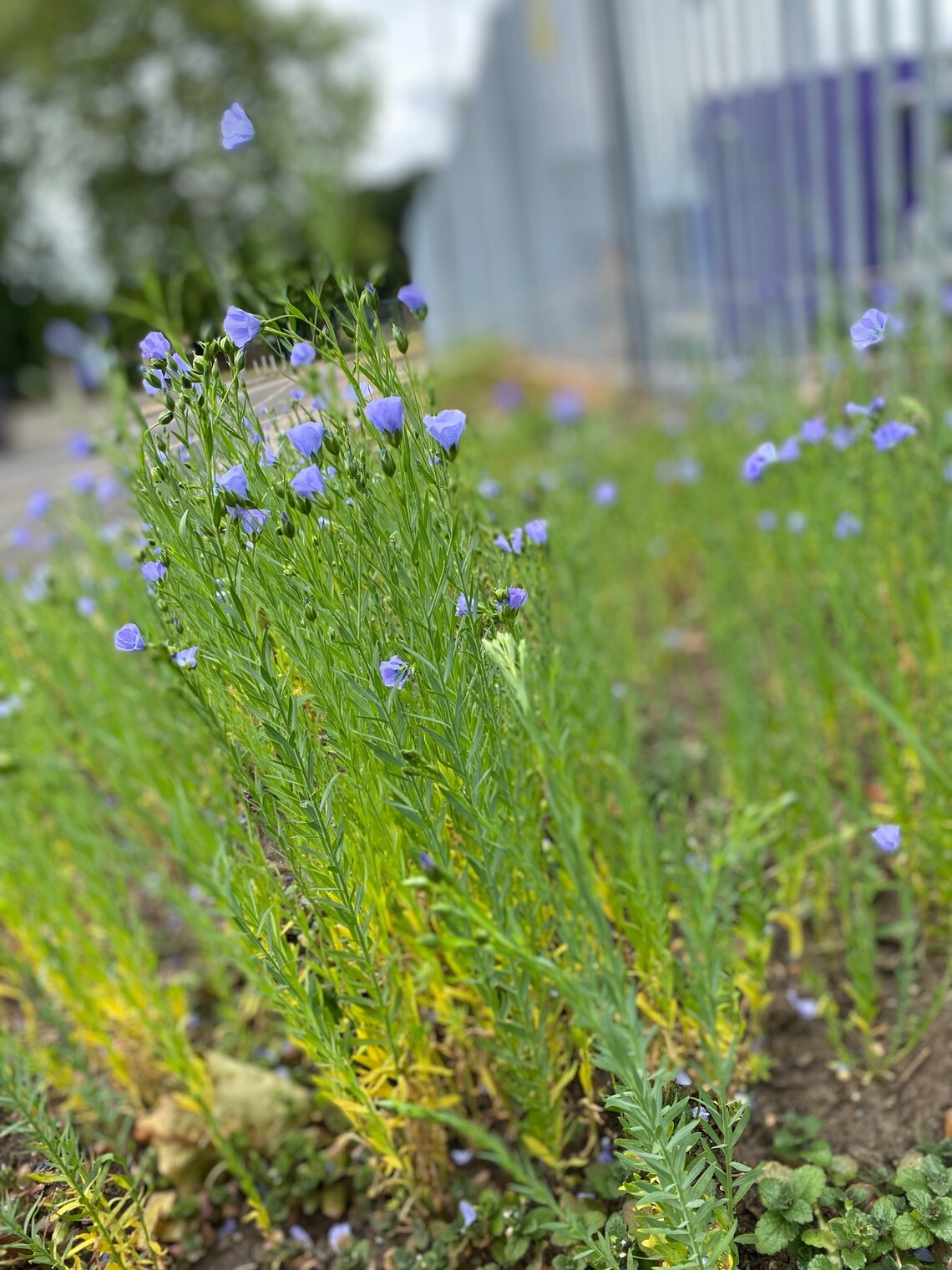 Flax plot grown at Kingston Mencap