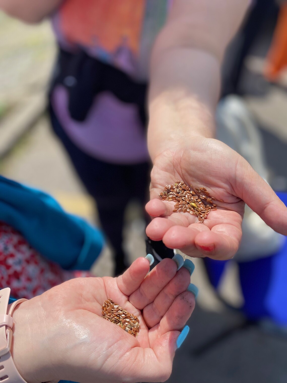 Flax seeds being sown