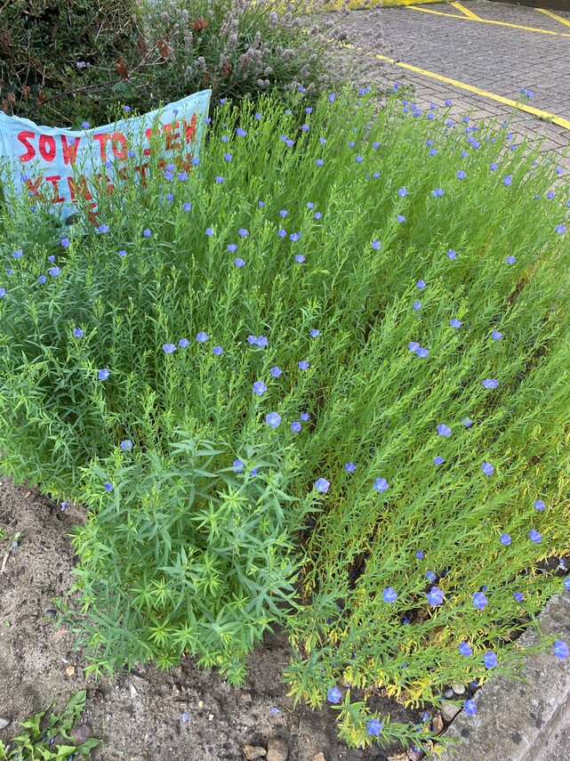 Flax in bloom at the Stanley Picker Gallery