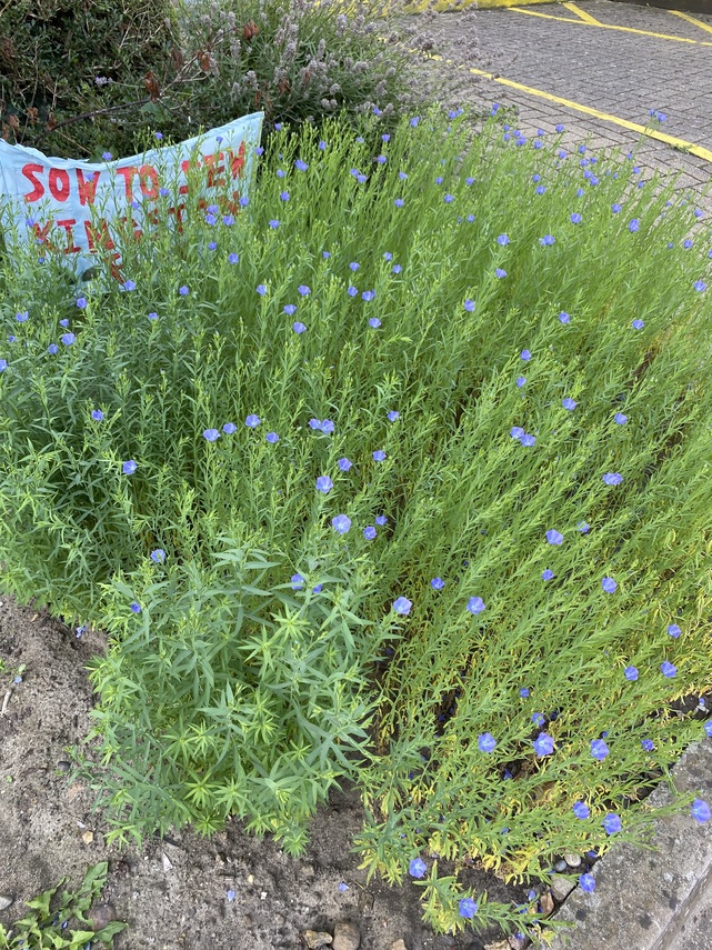 Flax in bloom at Stanley Picker Gallery