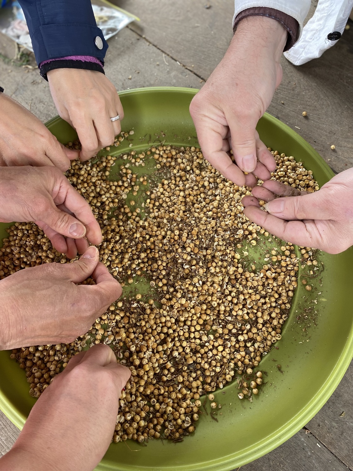 Hands gathering seeds from a tray